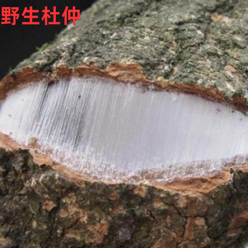野生杜仲/老杜仲